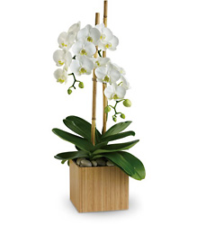 Opulent Orchids from Boulevard Florist Wholesale Market